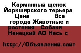 Карманный щенок Йоркширского терьера › Цена ­ 30 000 - Все города Животные и растения » Собаки   . Ненецкий АО,Несь с.